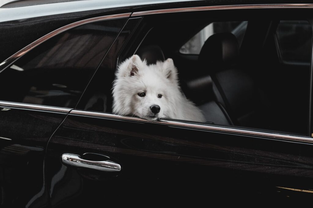 samoyed dog in car window